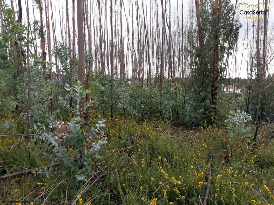 Terreno para Venda em Castelo Foto 1