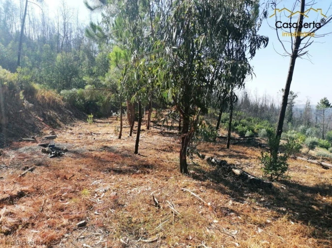 Terreno para Venda em Ermida e Figueiredo Foto 8