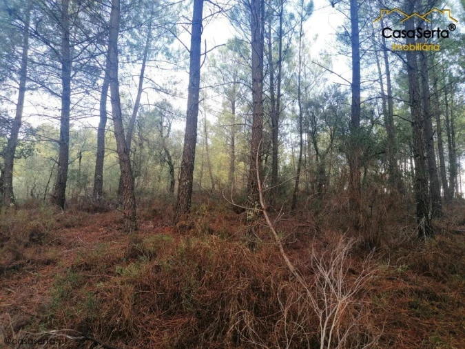 Terreno para Venda em Proença-A-Nova e Peral Foto 3