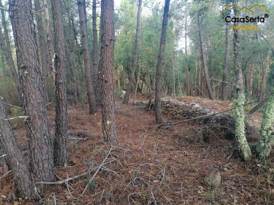 Terreno para Venda em Proença-A-Nova e Peral Foto 1
