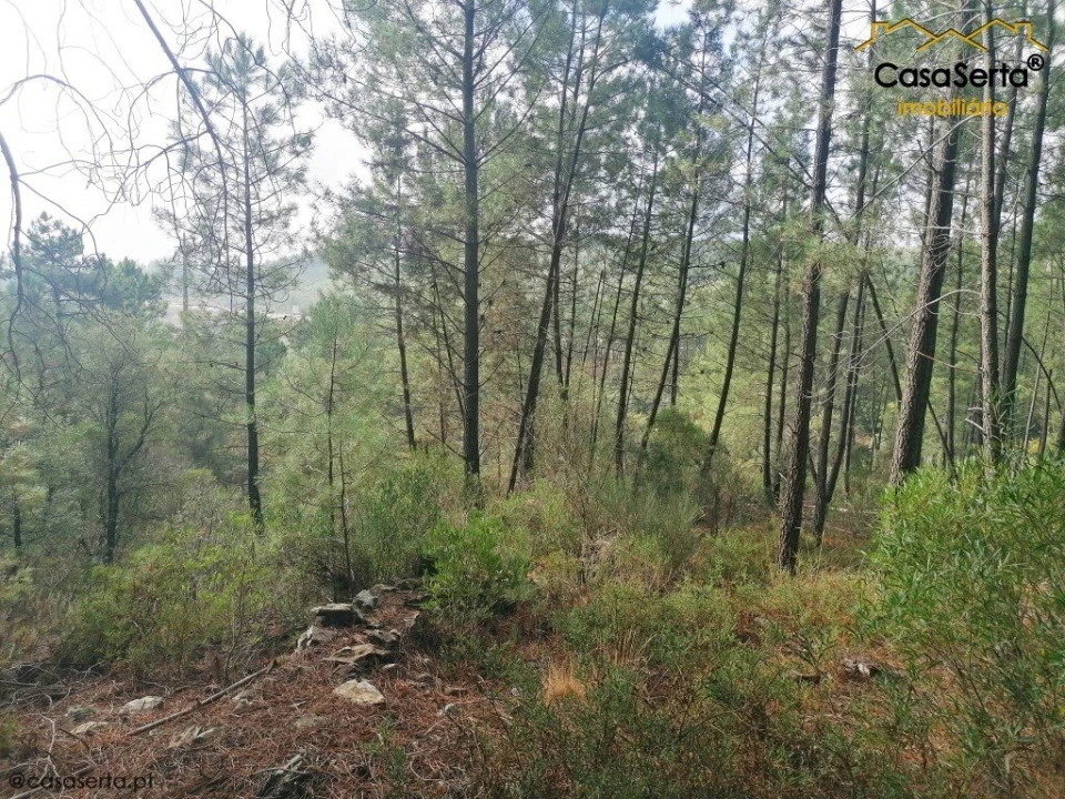 Terreno para Venda em Proença-A-Nova e Peral Foto 4