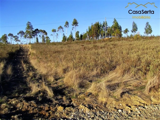 Terreno para Arrendamento em São Pedro do Esteval Foto 3