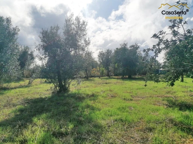 Terreno para Venda em Sertã Foto 4
