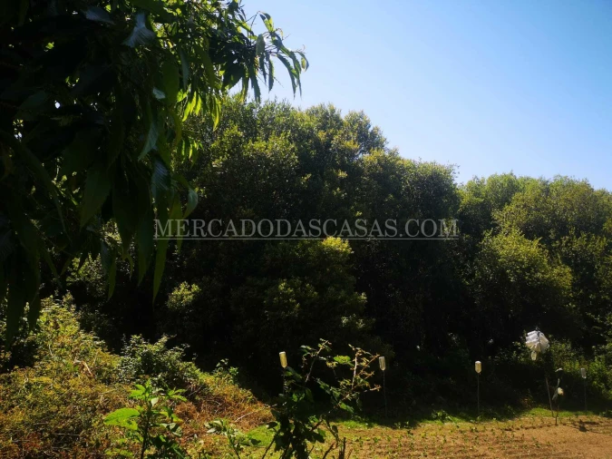 Terreno para Venda em São Paio de Oleiros