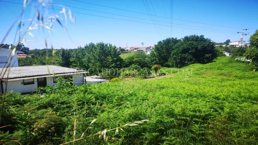 Terreno para Venda em São Paio de Oleiros Foto 4