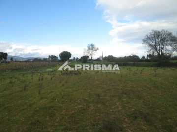 Terreno para Venda em Lardosa