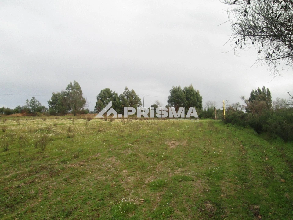 Terreno para Venda em Lardosa Foto 24