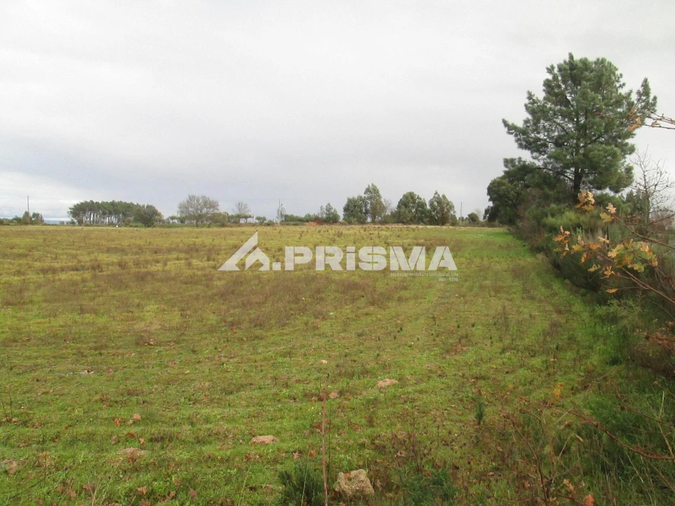 Terreno para Venda em Lardosa Foto 19