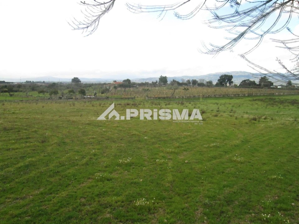 Terreno para Venda em Lardosa Foto 4