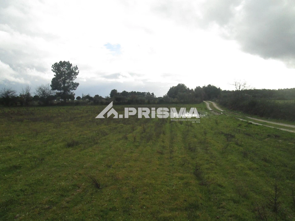 Terreno para Venda em Lardosa Foto 13