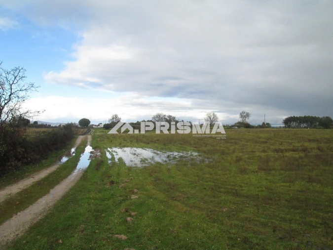 Terreno para Venda em Lardosa Foto 20