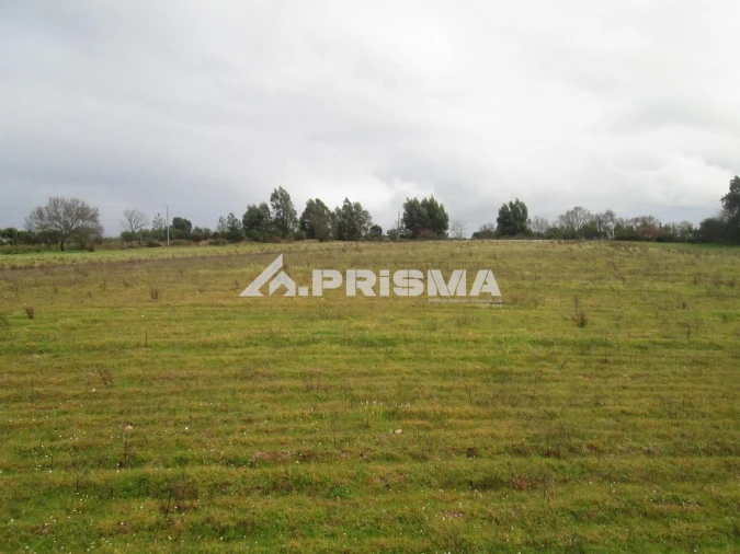 Terreno para Venda em Lardosa Foto 14
