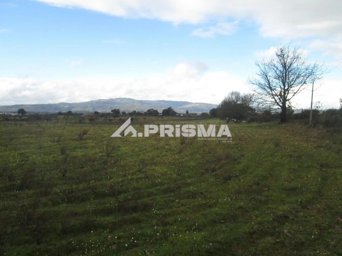 Terreno para Venda em Lardosa Foto 31