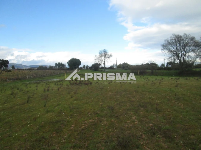 Terreno para Venda em Lardosa Foto 9