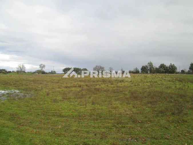 Terreno para Venda em Lardosa Foto 17
