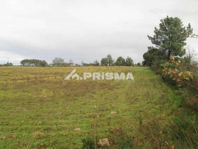 Terreno para Venda em Lardosa Foto 19