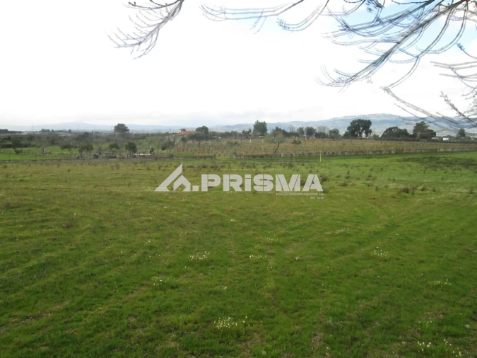 Terreno para Venda em Lardosa Foto 4