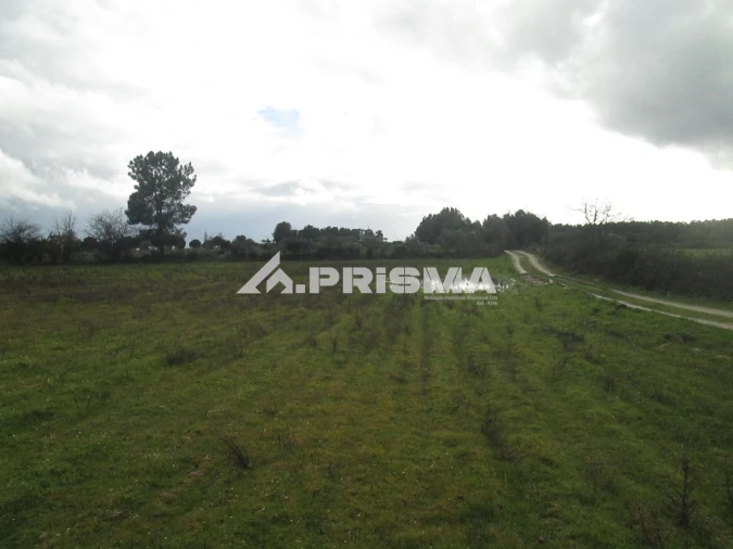Terreno para Venda em Lardosa Foto 13