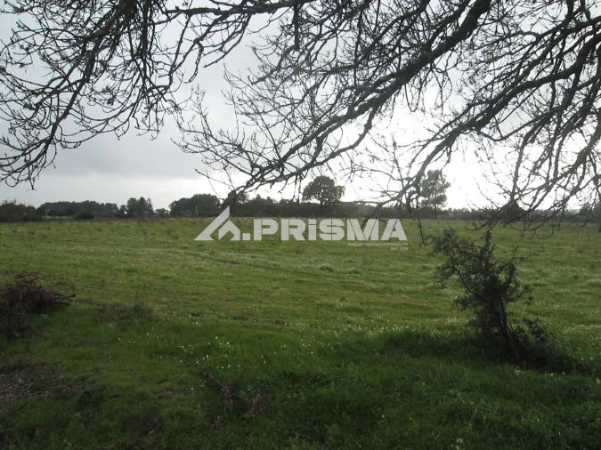 Terreno para Venda em Lardosa Foto 32