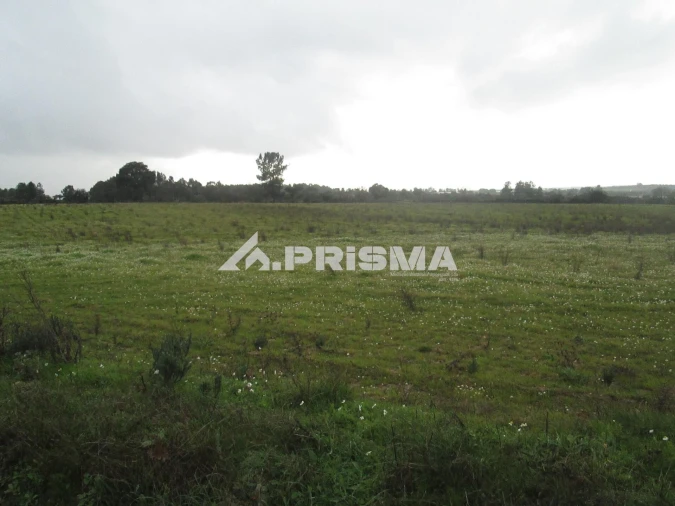 Terreno para Venda em Lardosa Foto 38