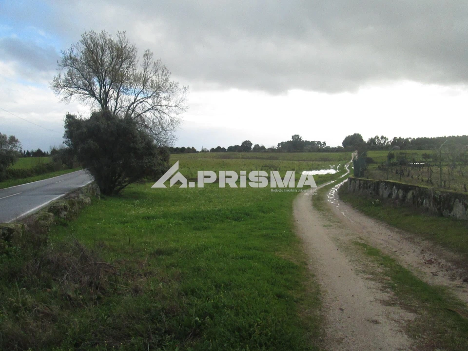 Terreno para Venda em Lardosa Foto 1