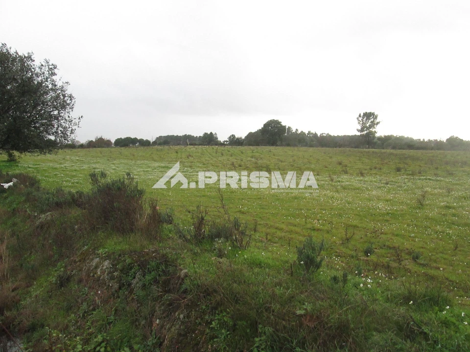 Terreno para Venda em Lardosa Foto 33