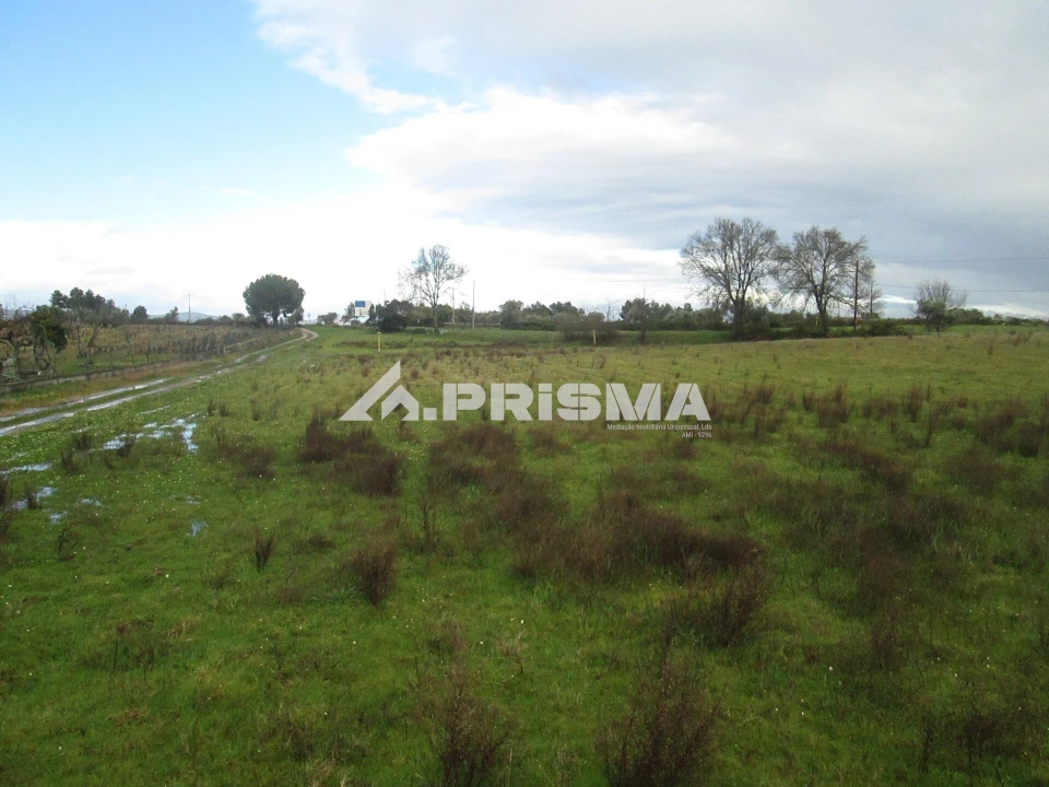 Terreno para Venda em Lardosa Foto 11