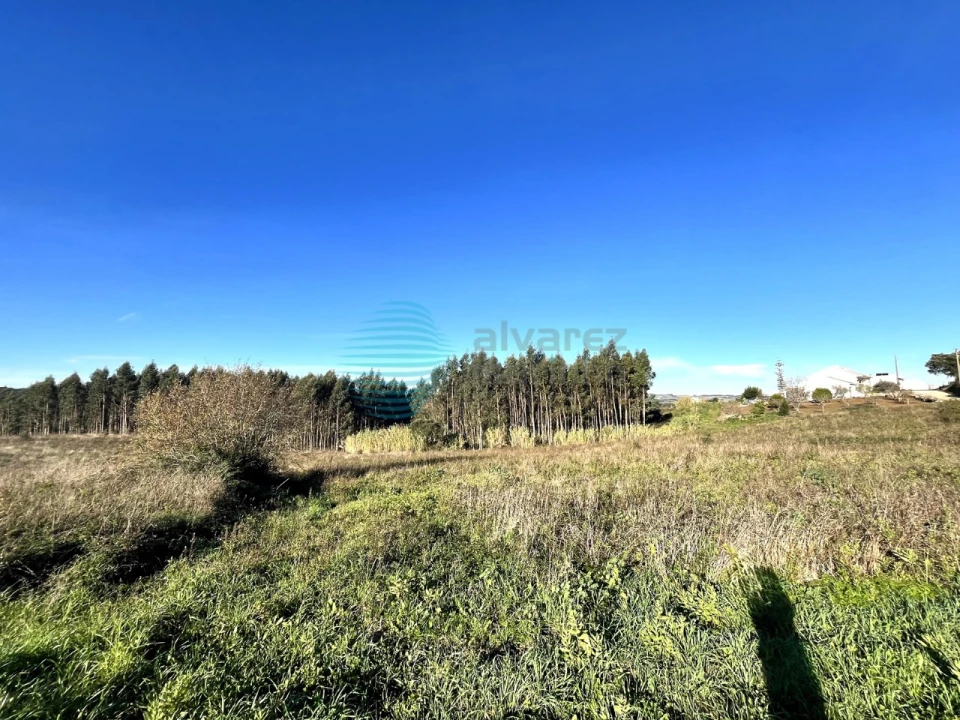 Terreno Agricola ou Rústico para Venda em Bombarral e Vale Covo Foto 3