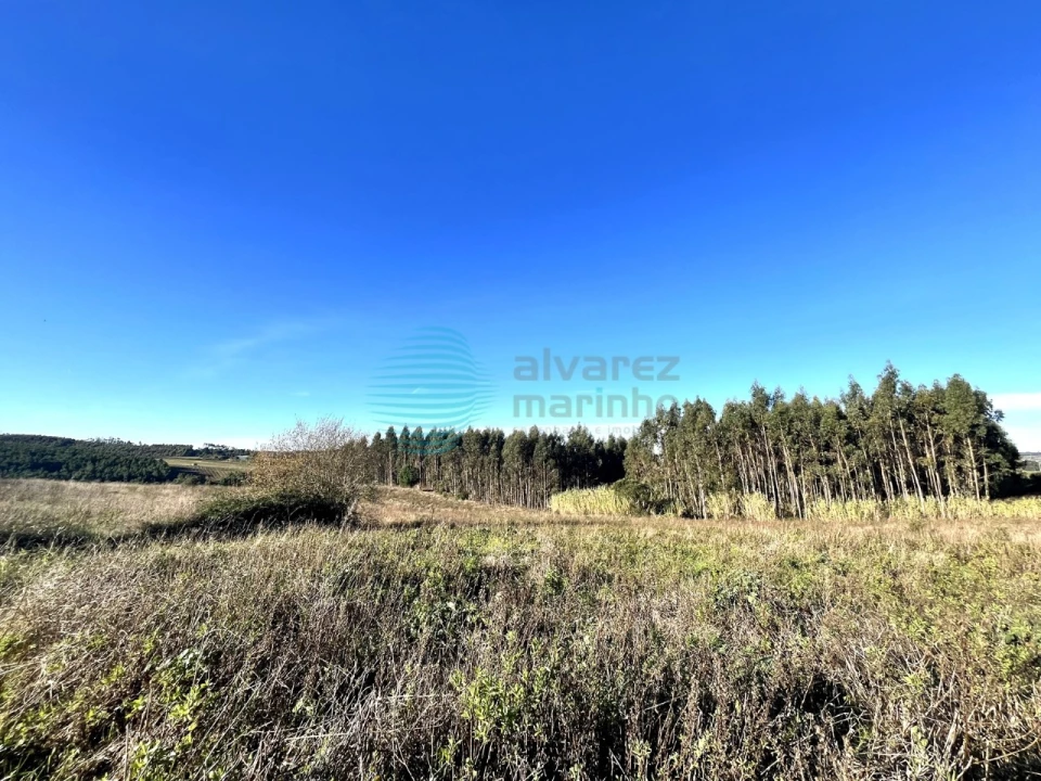 Terreno Agricola ou Rústico para Venda em Bombarral e Vale Covo Foto 4