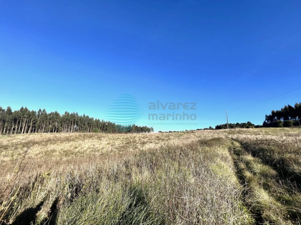 Terreno Agricola ou Rústico para Venda em Bombarral e Vale Covo Foto 6