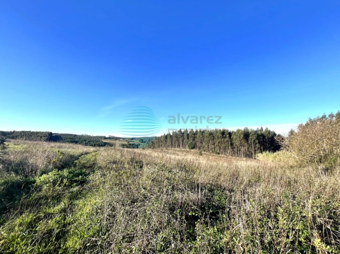 Terreno Agricola ou Rústico para Venda em Bombarral e Vale Covo Foto 5