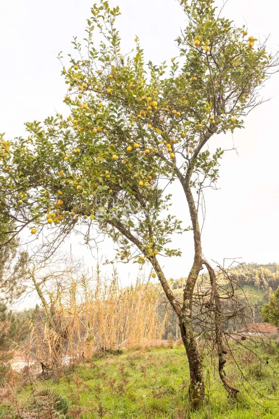 Terreno para Venda em Tarouquela Foto 28