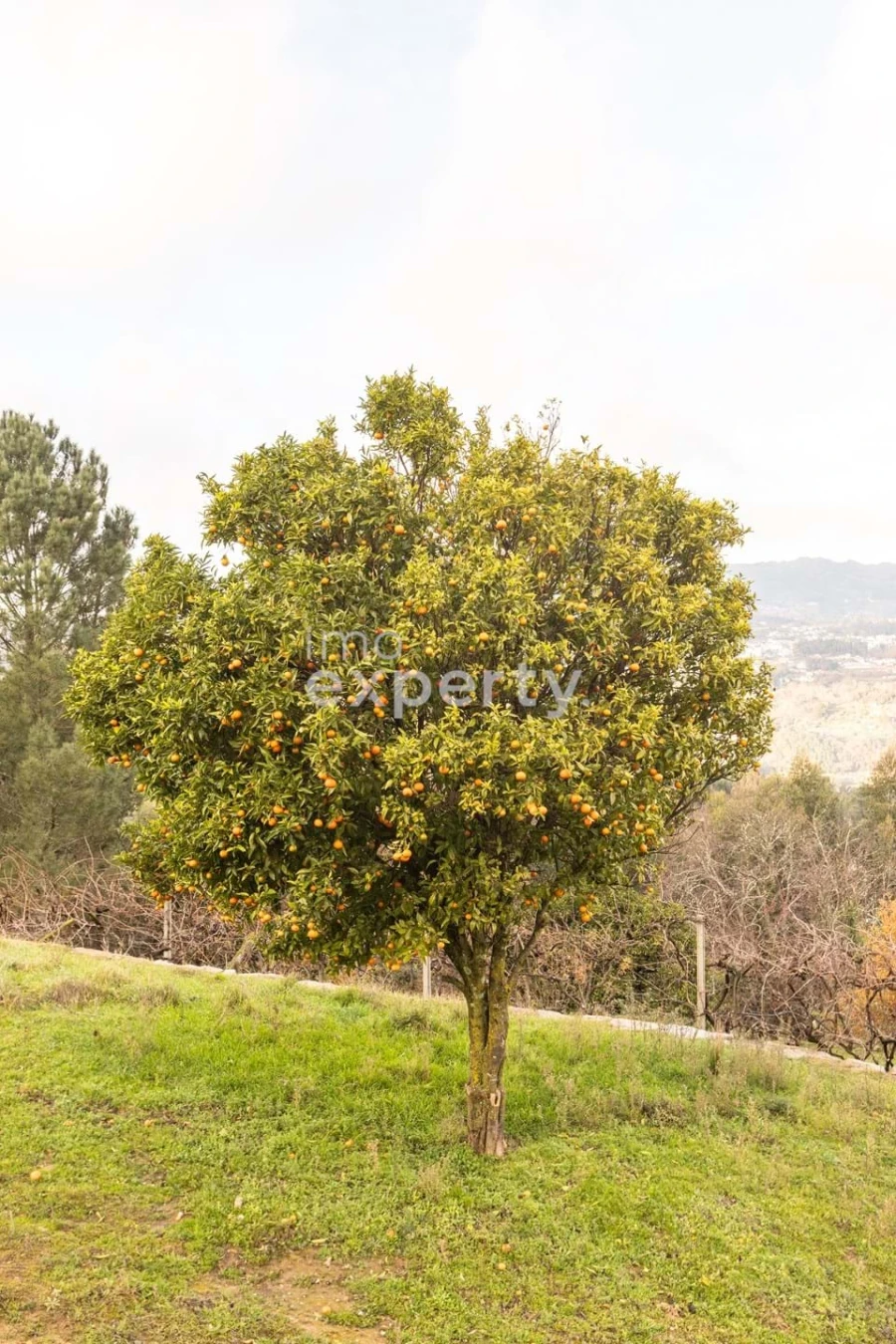 Terreno para Venda em Tarouquela Foto 27