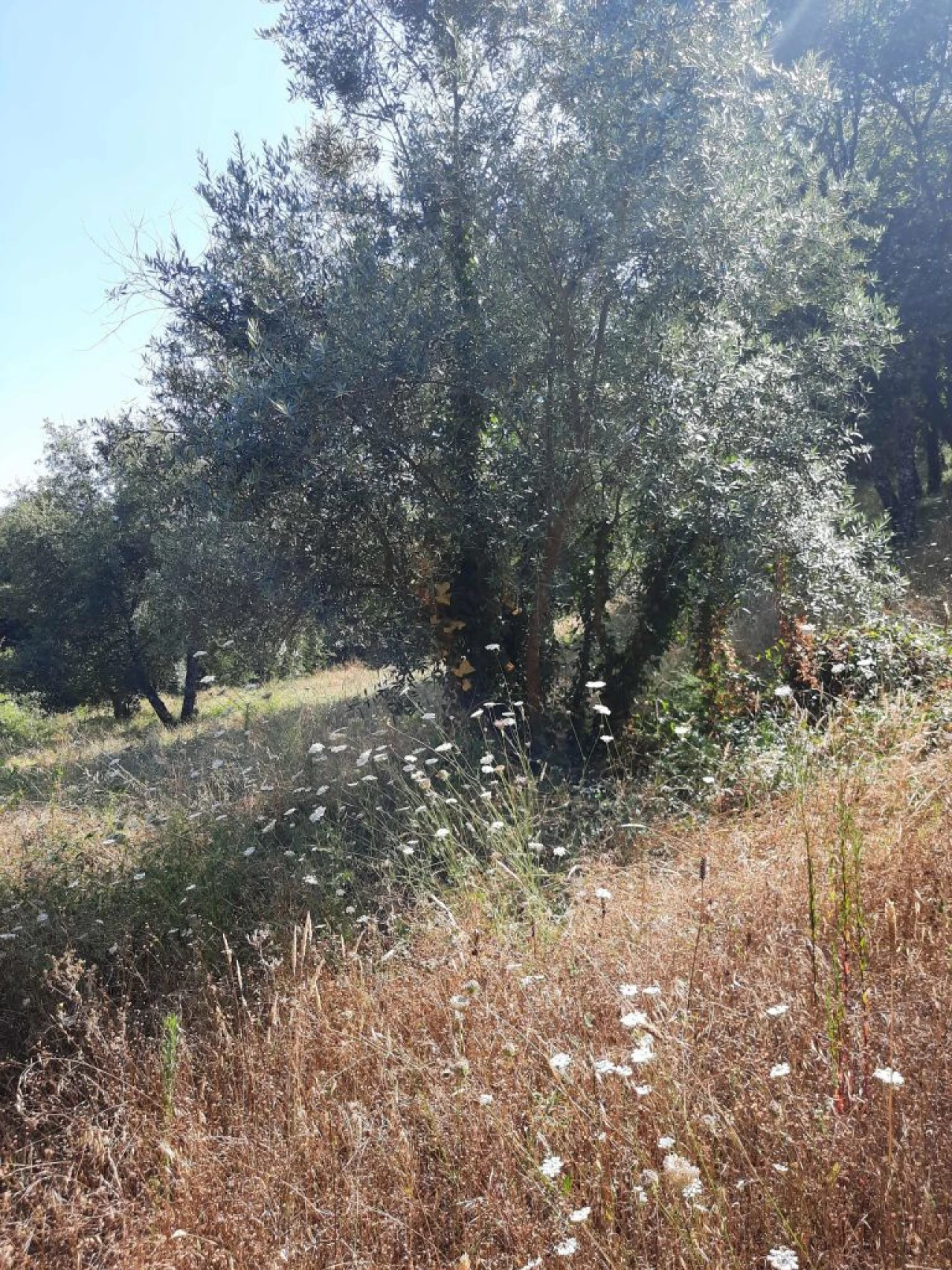 Terreno para Venda em Juncal Foto 6