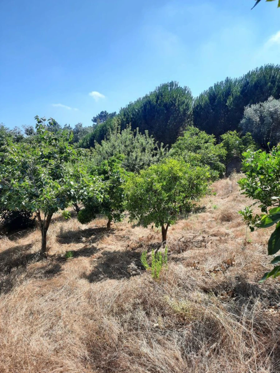 Terreno para Venda em Juncal Foto 2
