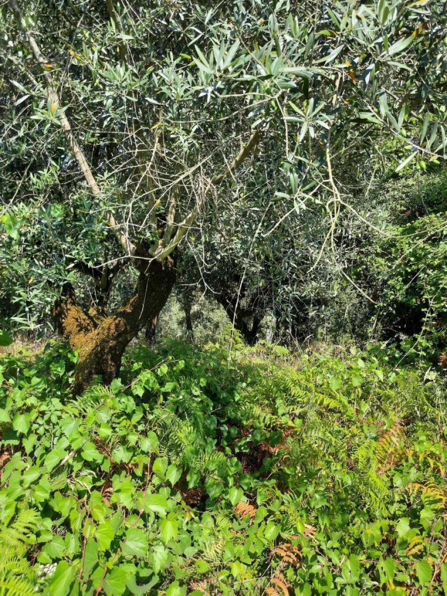 Terreno para Venda em Juncal Foto 9