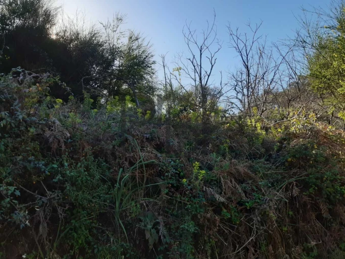 Terreno para Venda em Monchique Foto 14