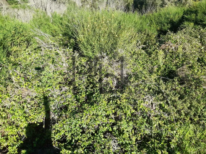 Terreno para Venda em Monchique Foto 5