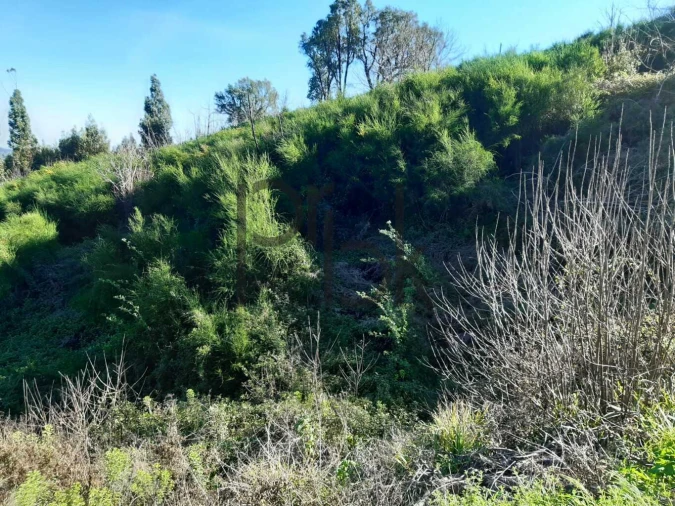 Terreno para Venda em Monchique Foto 8