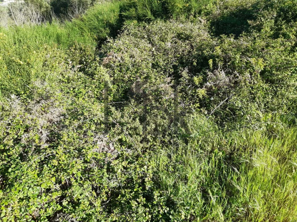 Terreno para Venda em Monchique Foto 4