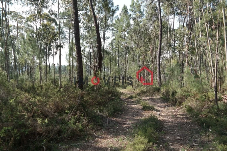 Terreno para Venda em Gondemaria e Olival Foto 2