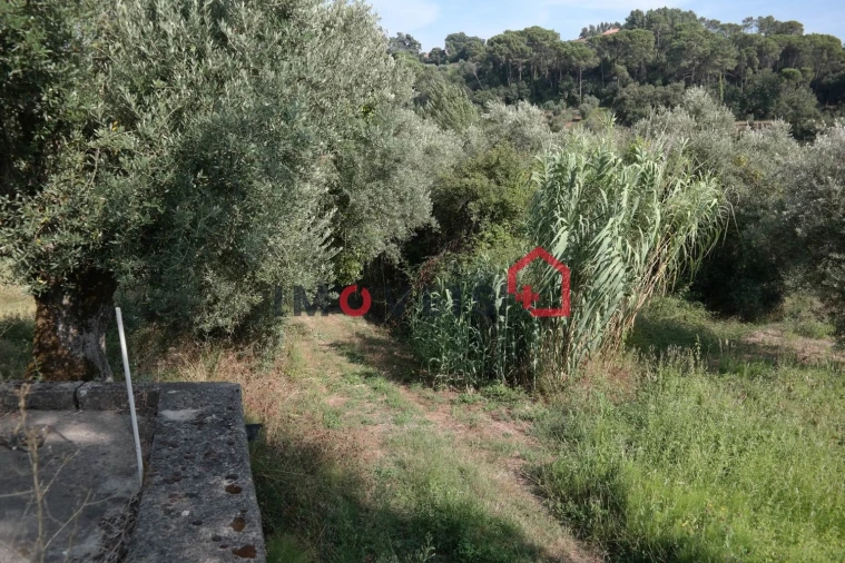 Terreno para Venda em Gondemaria e Olival Foto 2