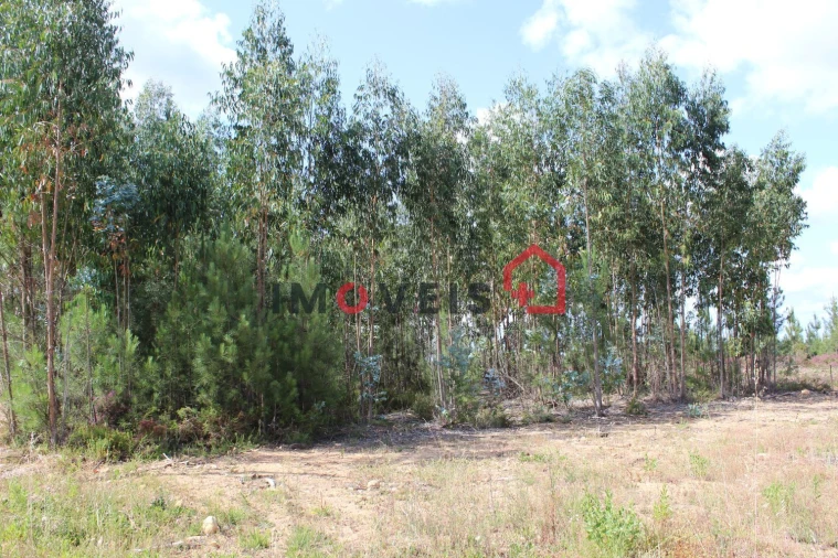 Terreno para Venda em Caxarias Foto 2