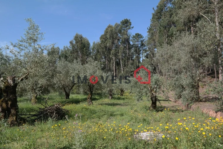 Terreno para Venda em Gondemaria e Olival Foto 2