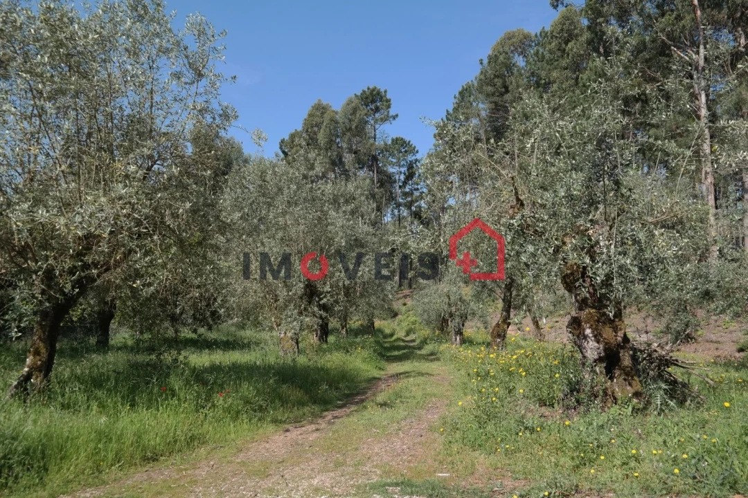 Terreno para Venda em Gondemaria e Olival Foto 3