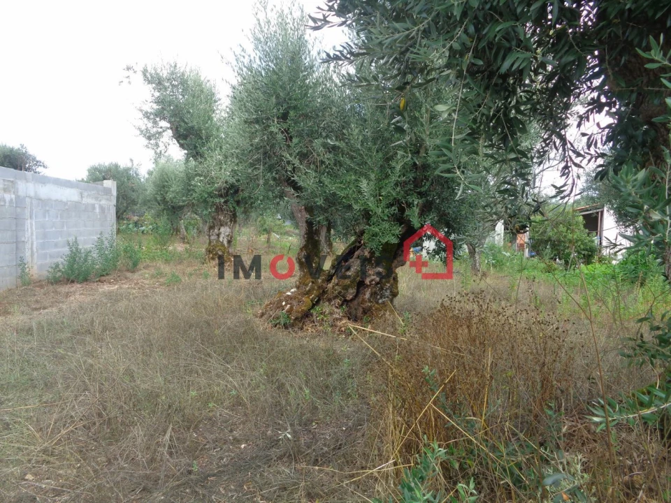 Terreno para Venda em Freixianda, Ribeira do Fárrio e Formigais Foto 5