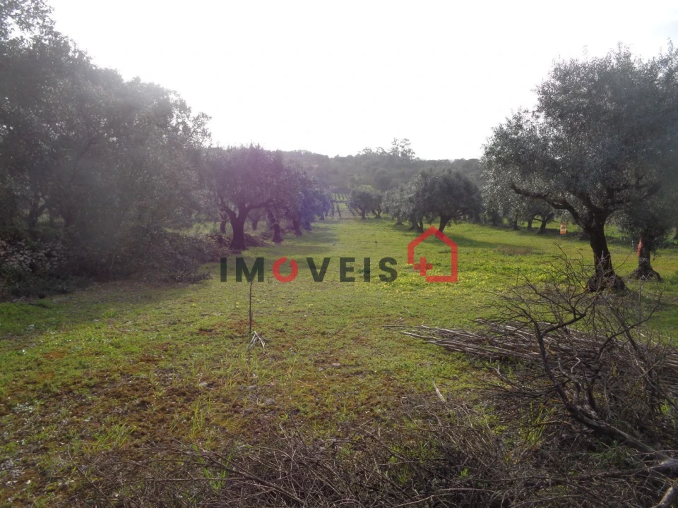 Terreno para Venda em Areias e Pias Foto 4