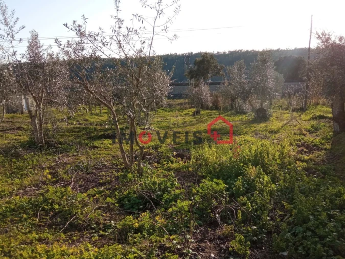 Terreno para Venda em Urqueira Foto 3