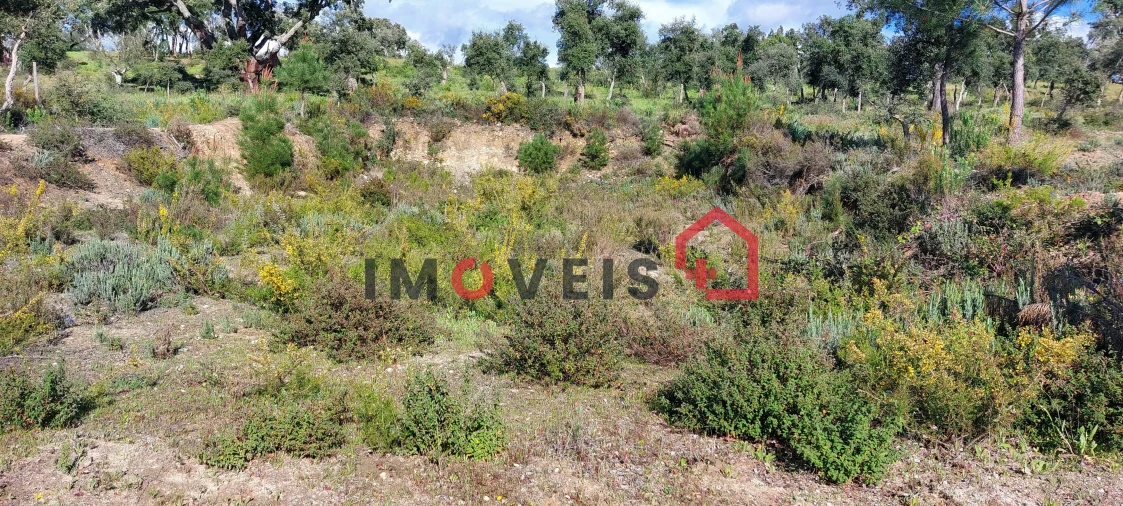 Terreno para Venda em Carregueira Foto 3
