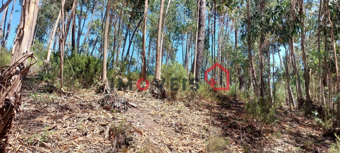 Terreno para Venda em Nossa Senhora das Misericordias Foto 4